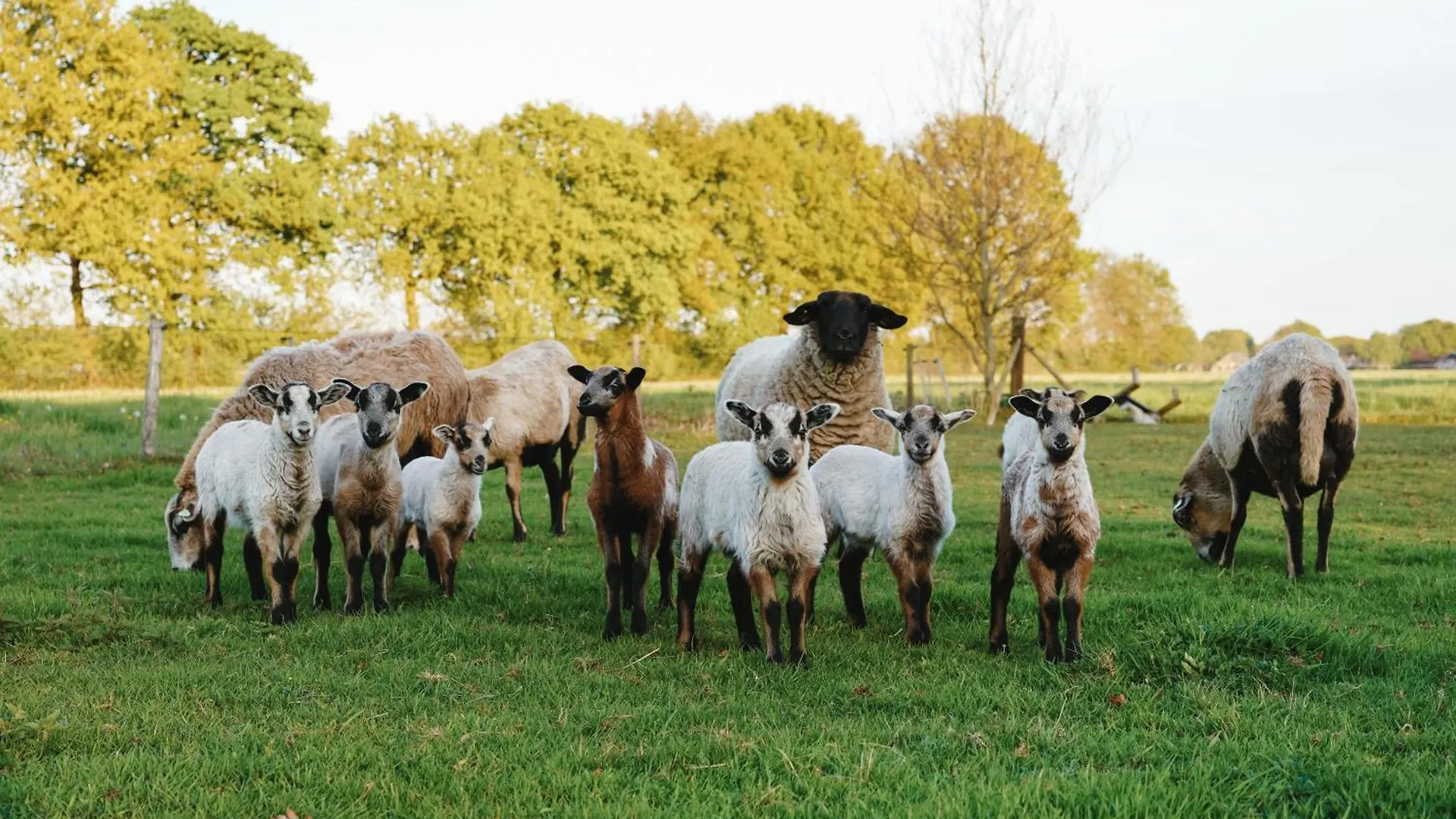 9 Slimme Budgethotels in Gelderland Die de Moeite Waard Zijn